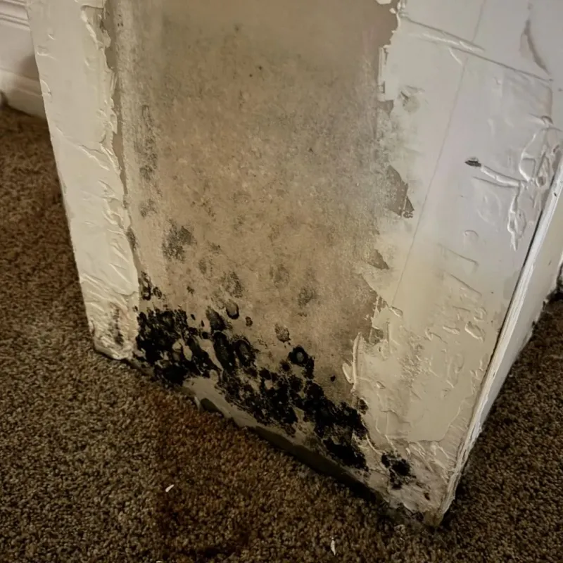 Professional Mold Removal in Saline, MI